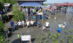 Kreditplus Kembali Tanam 5.654 Bibit Mangrove di Makassar