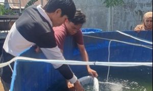 Dukung Ekonomi Lokal, STIM Lasharan Jaya Kembangkan Budidaya Ikan Nila di Gowa