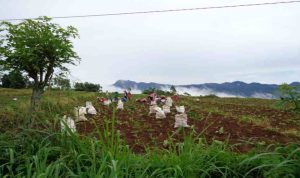 Dari Lahan Kritis, Petani Gowa Panen Cuan dari Agrowisata