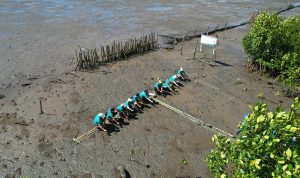 Penanaman Mangrove Lantebung (2)